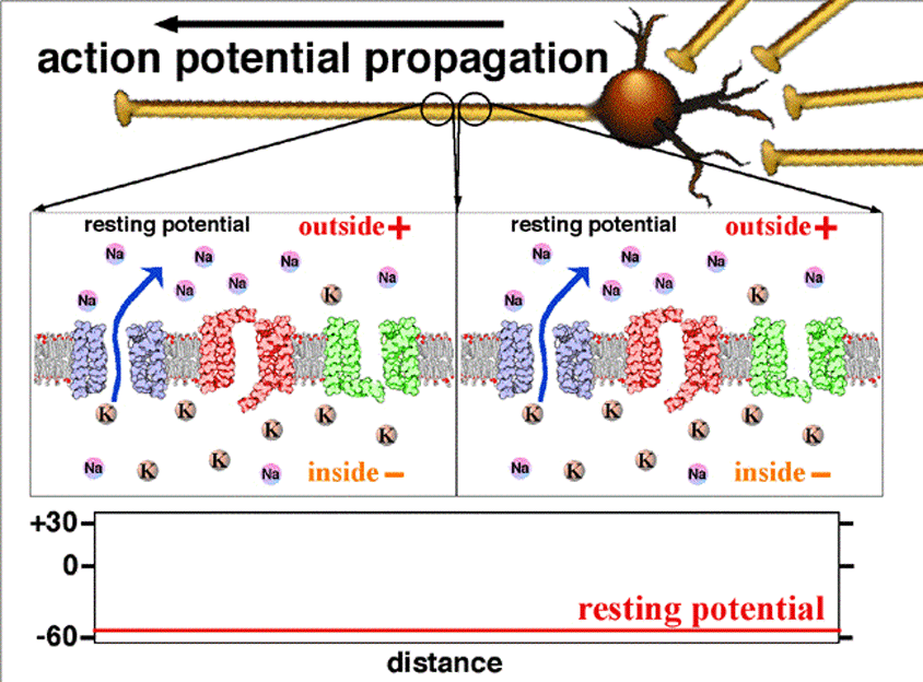 Transmission biological neurons. Action potential